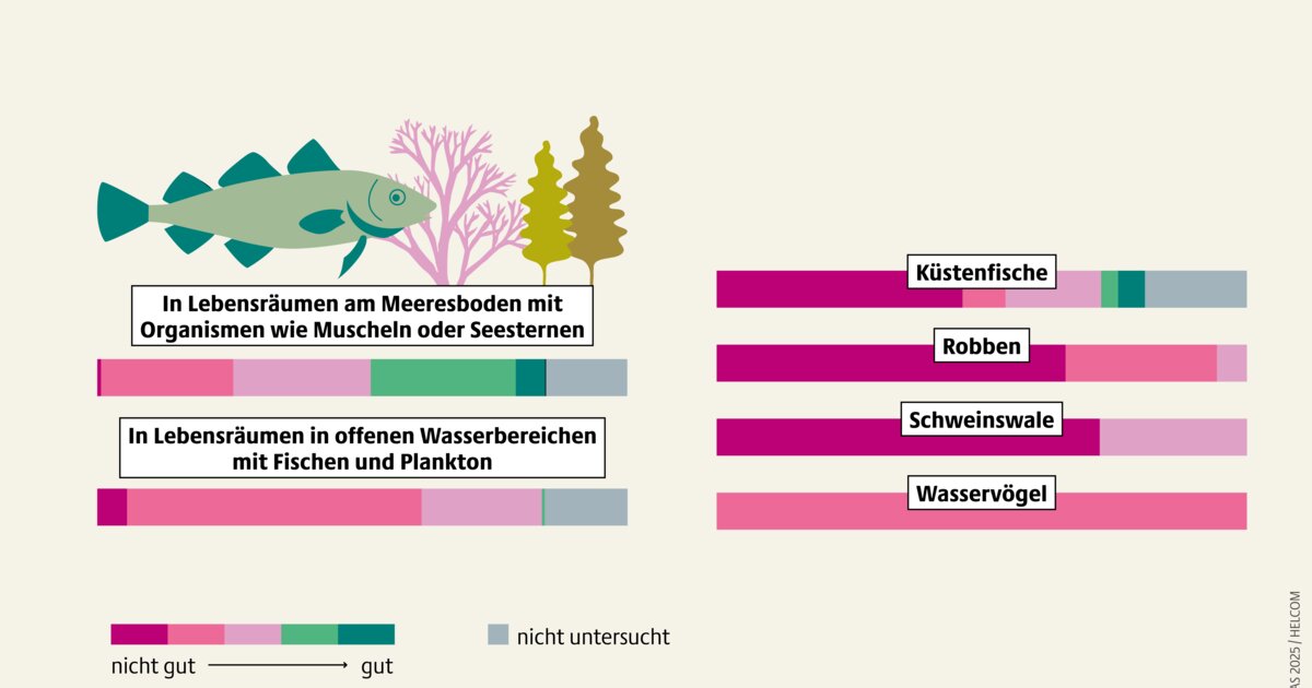 kosystem Meer: Die Ostsee erstickt an Dnger
