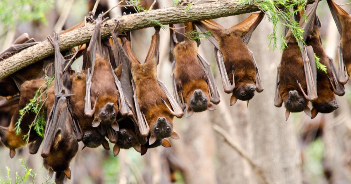 Neue Ma einheiten In Einer Marktkonformen Natur Innerhalb Der Gr nen neue-ma-einheiten-in-einer-marktkonformen-natur-innerhalb-der-gr-nen