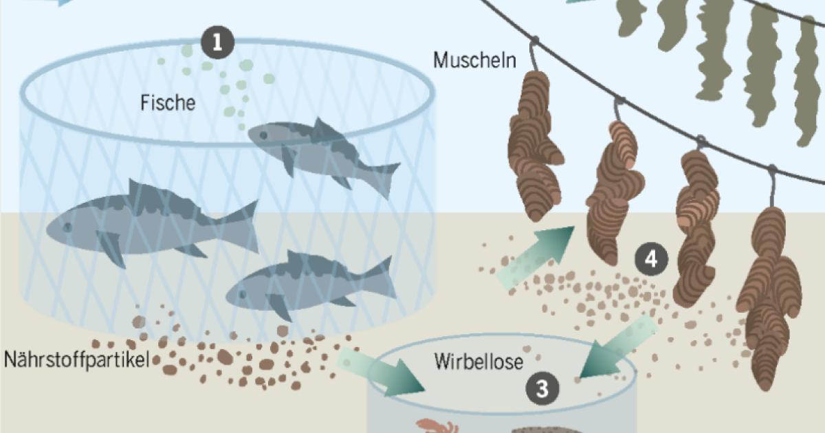 Aquakultur: Hoffnung aus der Fischfarm? | Daten und Fakten Grafiken