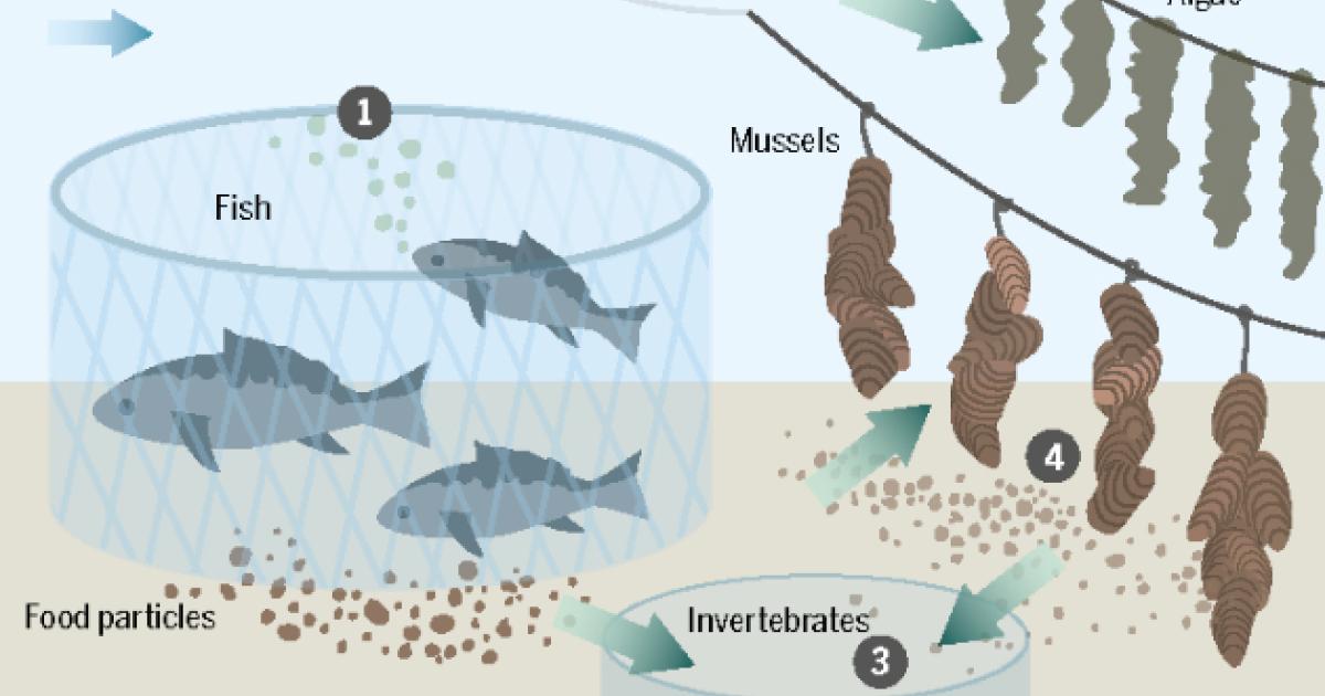 Aquaculture: Are Fish Farms the Future? | Facts, Figures and Graphics