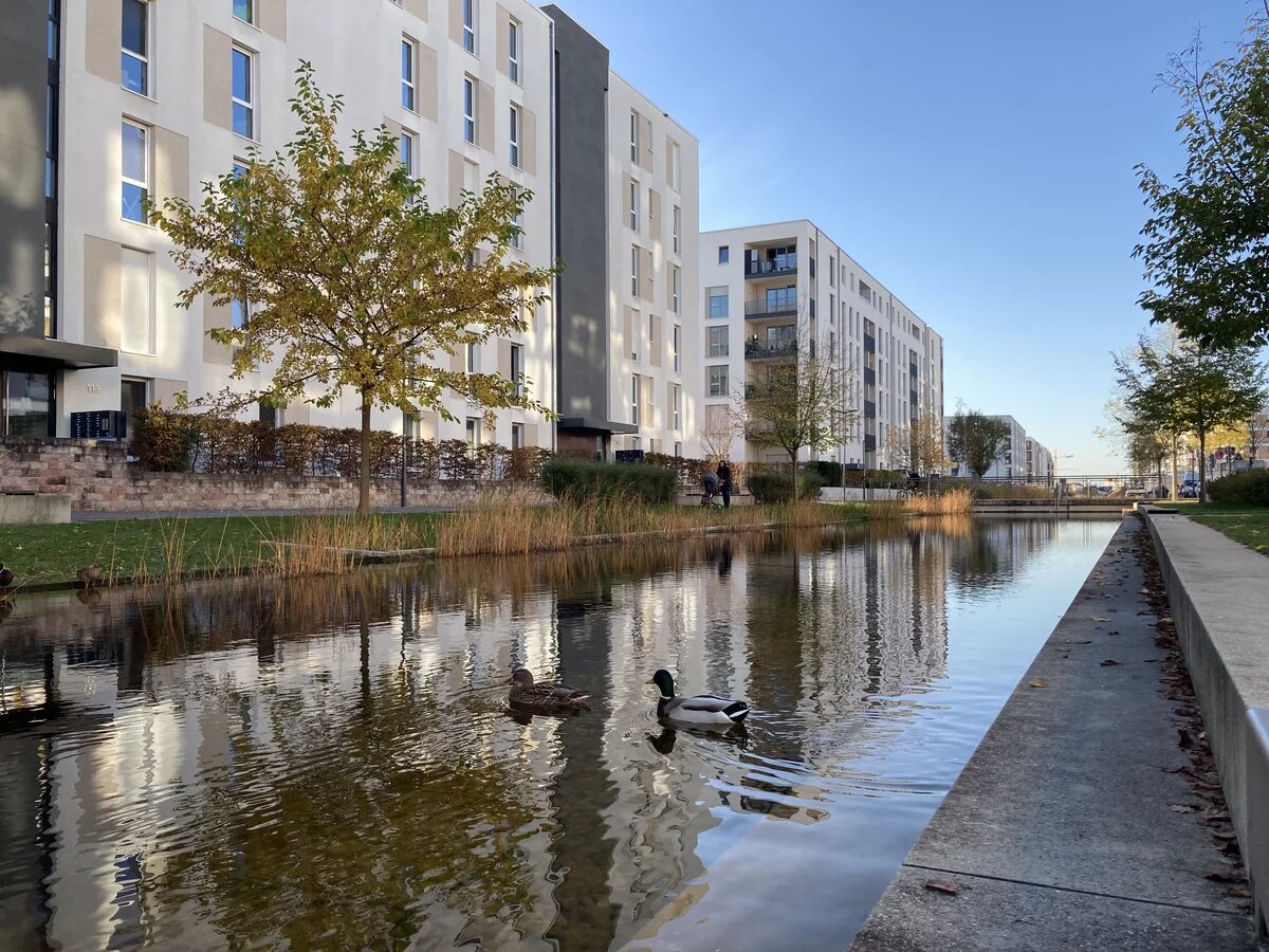 Enten schimmen in einem Regenwasserbecken, dahinter Wohnblöcke