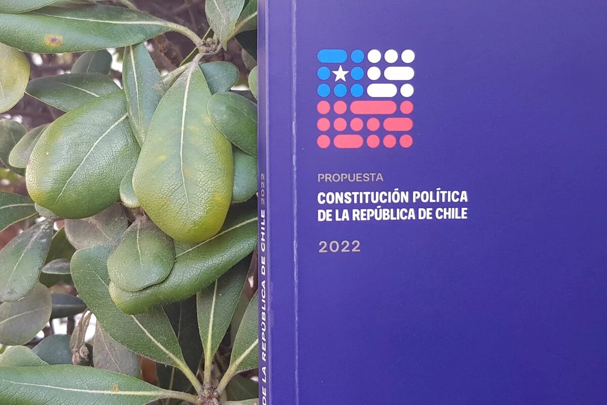 Ein Buch ist vor Blättern abgebildet