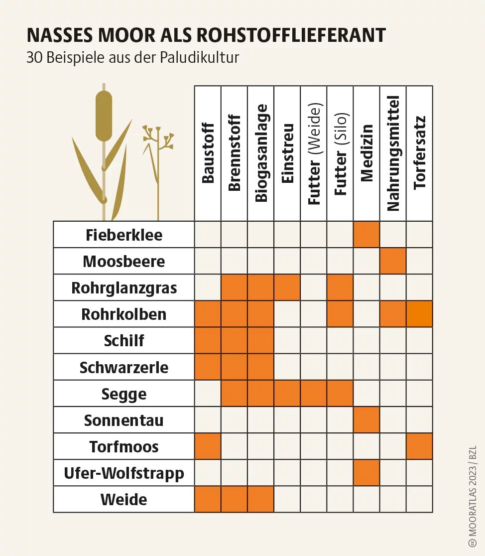 Rund 20 Paludikultur-Pflanzen sind ökonomisch besonders interessant. Zum Beispiel Fieberklee: Er hilft als Medizin gegen Leberleiden Mooratlas Infografik: 30 Beispiele aus der Paludikultur