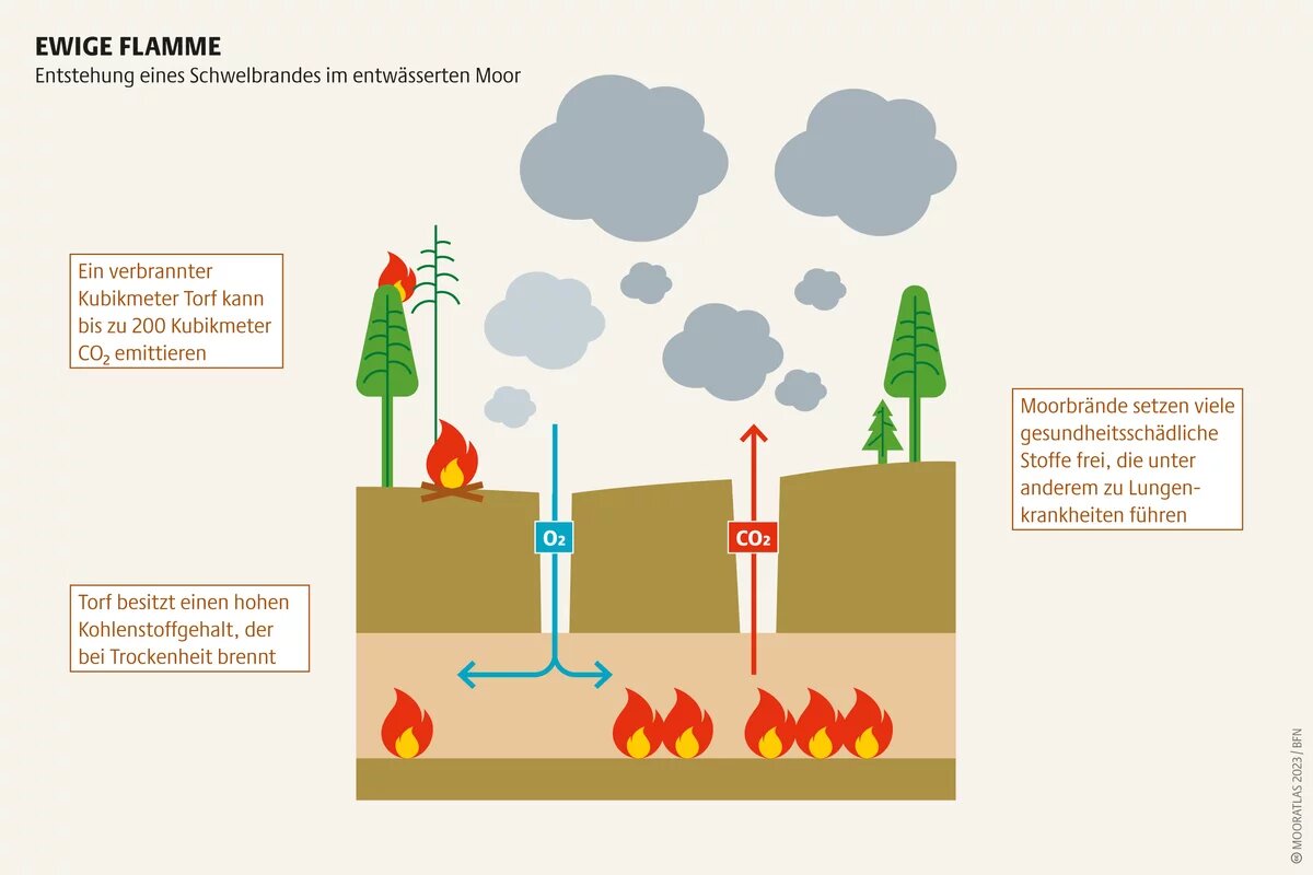 Ursache für Moorbrände sind oft Brandrodungen, die Platz für Forst und Industrie schaffen sollen Mooratlas Infografik: Entstehung eines Schwelbrandes im entwässerten Moor