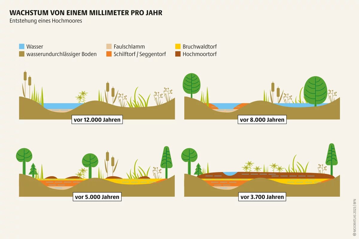 In Europa sind Moore auch Relikte der Eiszeit. Sie konnten entstehen auf Standorten mit Wasserüberschuss durch schmelzende Gletscher Mooratlas Infografik: Entstehung eines Hochmoores