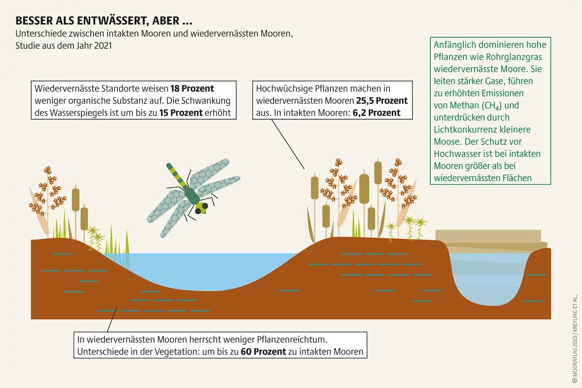Wiedervernässung ist alternativlos, doch sie kann alte Zustände nur bedingt wiederherstellen. Noch intakte Moore müssen daher erhalten und geschützt werden Mooratlas Infografik: Unterschiede zwischen intakten Mooren und wiedervernässten Mooren, Studie aus dem Jahr 2021