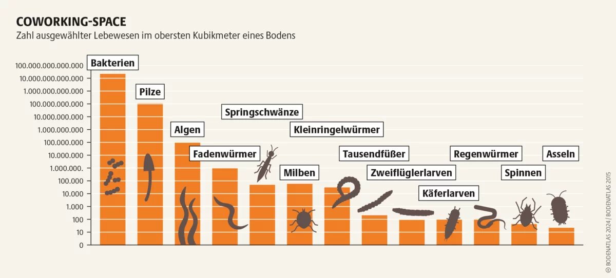 Aufbau und Erhalt von Böden sind arbeitsteilige Prozesse. Große und kleine Lebewesen zerkleinern abgestorbene Materialien und wandeln sie um Aufbau und Erhalt von Böden sind arbeitsteilige Prozesse. Große und kleine Lebewesen zerkleinern abgestorbene Materialien und wandeln sie um