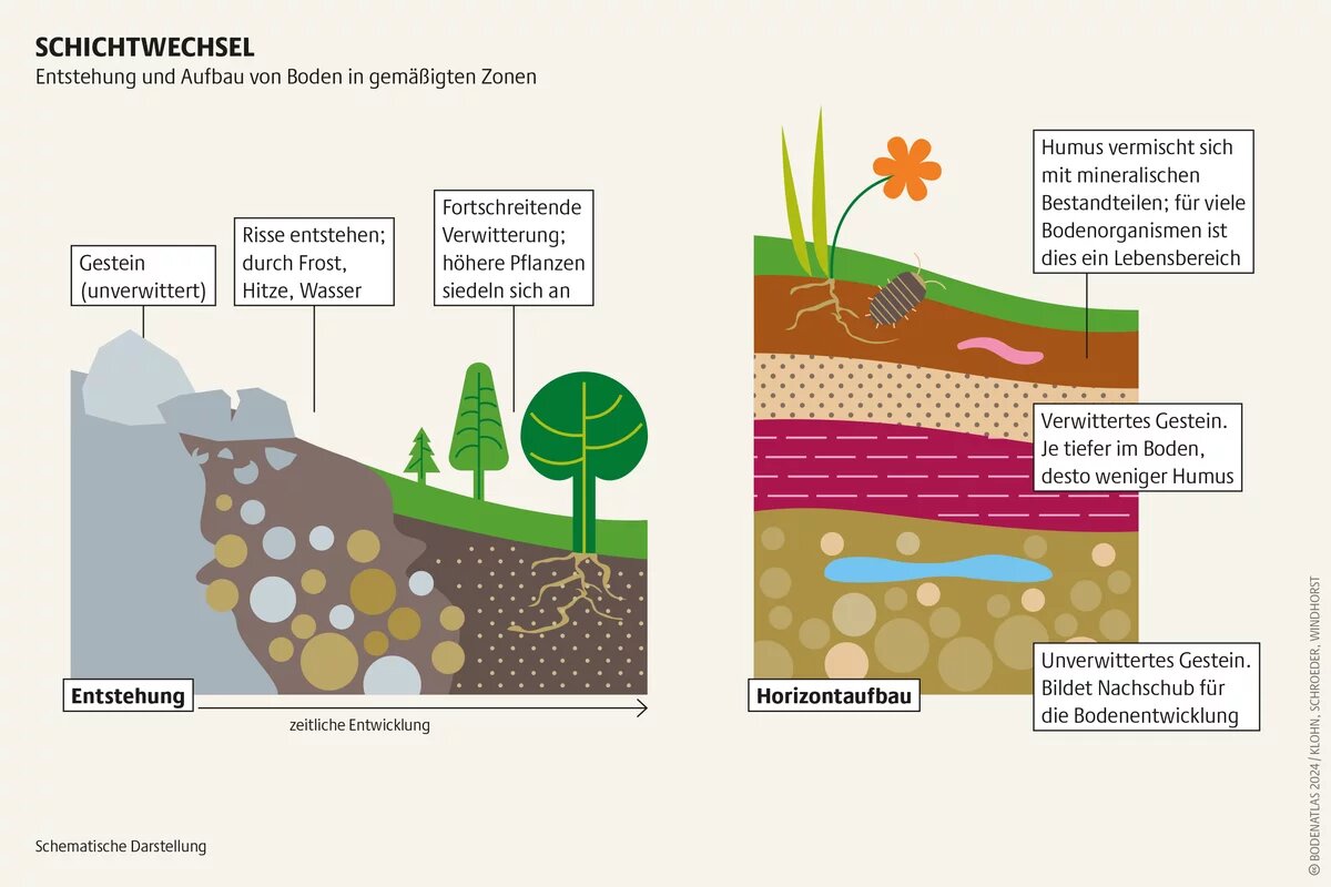 Das Wort Humus kommt aus dem Lateinischen und bedeutet Erdboden. Er entsteht unter anderem, wenn Mikroorganismen organisches Material zersetzen Das Wort Humus kommt aus dem Lateinischen und bedeutet Erdboden. Er entsteht unter anderem, wenn Mikroorganismen organisches Material zersetzen