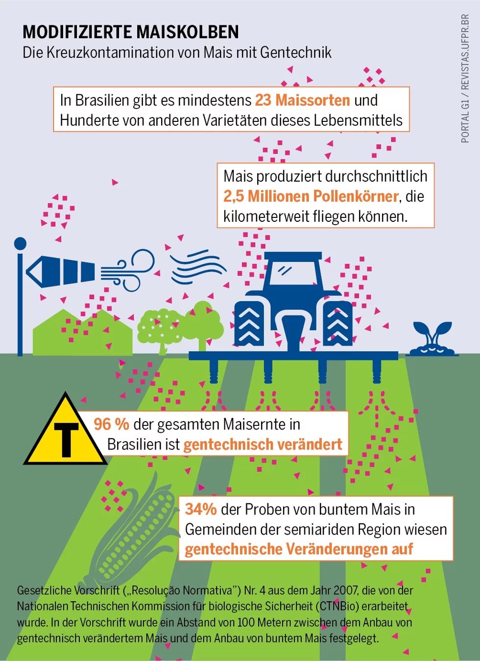 Infografik über die Kreuzkontamination von Mais mit Gentechnik in Brasilien