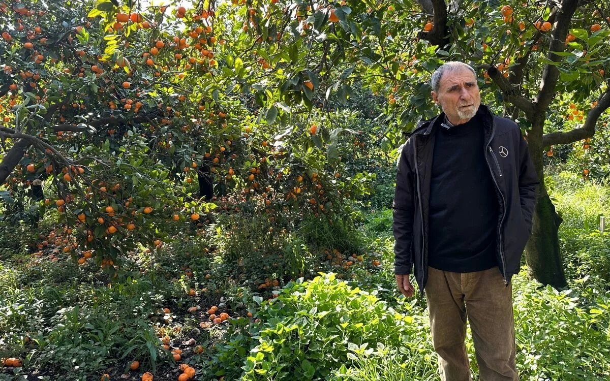 Sami Dede steht auf einer Mandarinenplantage