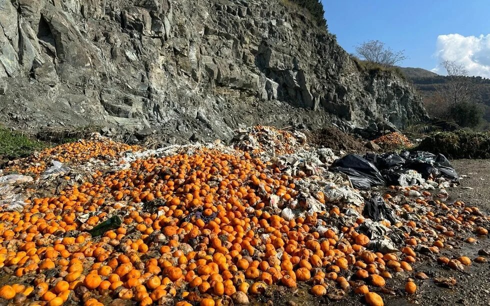 verschimmelte Mandarinen am Wegesrand