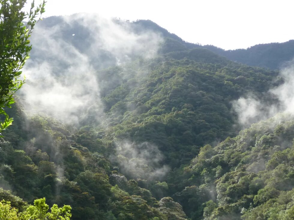 Wald verhangen mit Wolken