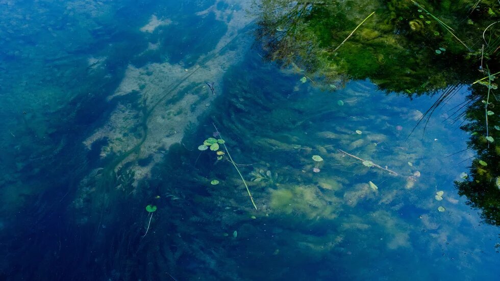 Klare Wasseroberfläche mit Algen und vereinzelten Wasserpflanzen, darunter Sandboden sichtbar.