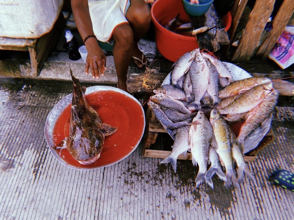 Tote Fische liegen in Schüsseln auf dem Fischmarkt in Quibdó, Kolumbien