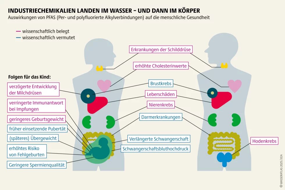 Wasseratlas Infografik: Industriechemikalien landen im Wasser – und dann im Körper Auswirkungen von PFAS (Per- und polyfluorierte Alkylverbindungen) auf die menschliche Gesundheit