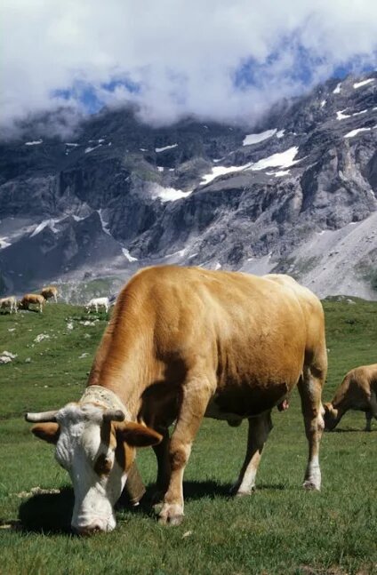 Eine Kuh weidet auf einer Wiese vor felsigem Gebirge mit Schneeresten.