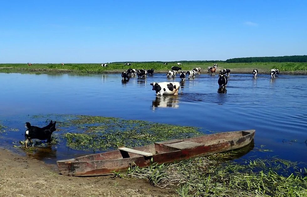 Several cows stand in shallow water, a dog runs along the shore, and an old wooden boat lies in front.