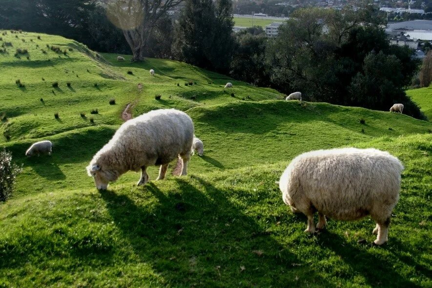 Mehrere Schafe grasen auf grünen Hügeln mit Bäumen und Stadt im Hintergrund.