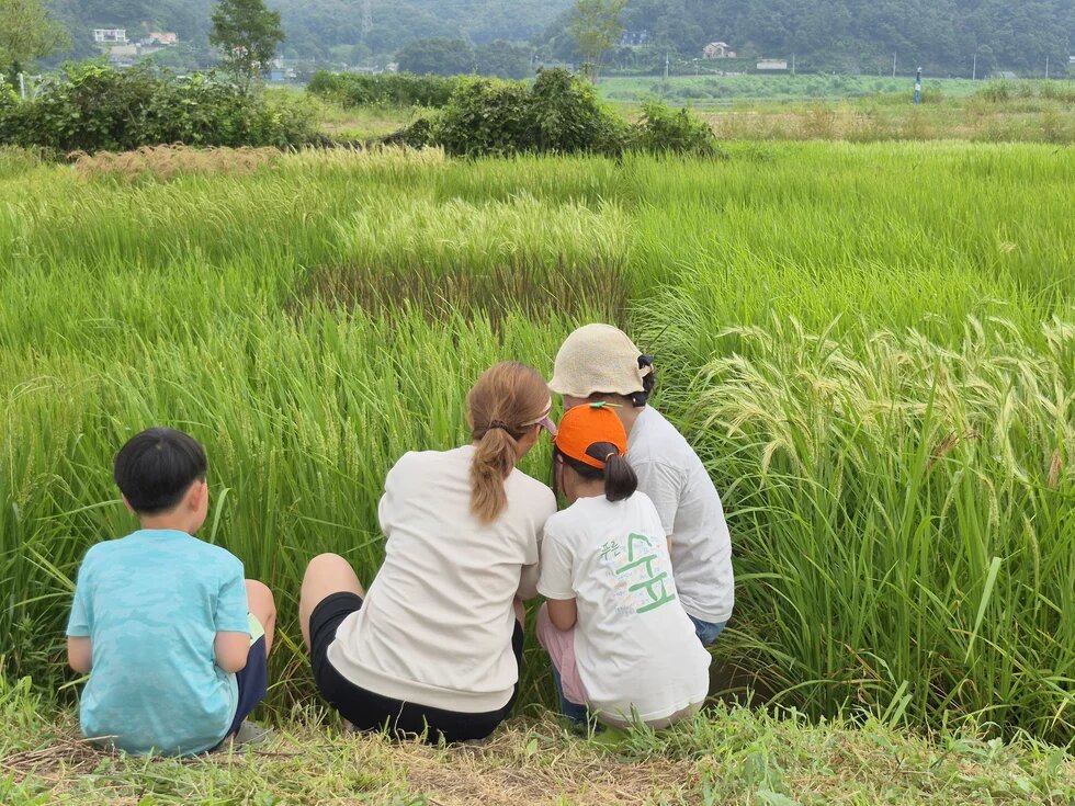 Four people crouch at the edge of a green rice field, looking inside.