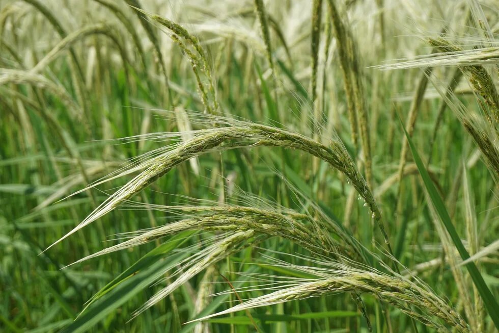 Long-stemmed grain with thin, curved panicles in a green field.