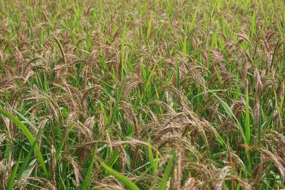 Dense rice field with partly bent panicles in various ripening stages.