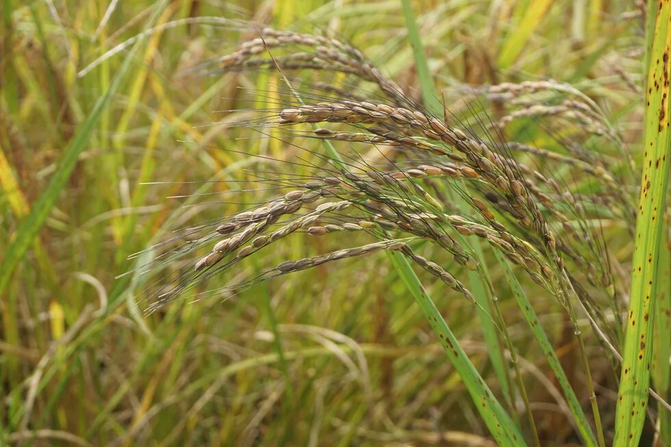 Close-up of bent rice panicles with ripe grains against a blurry background.