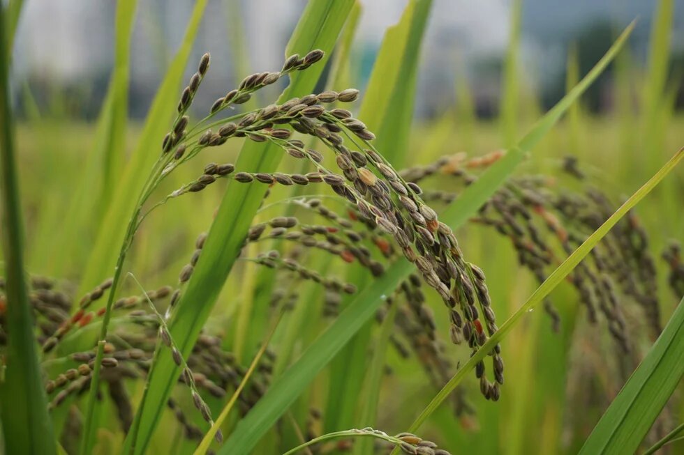 Ripe, curved rice panicles with blurred background showing faint buildings.