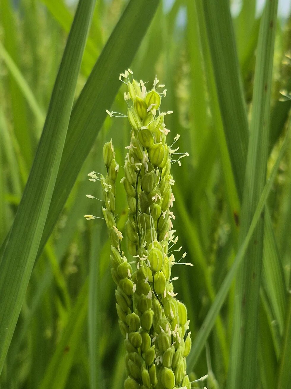 Single green rice plant with open flowers among long leaves.