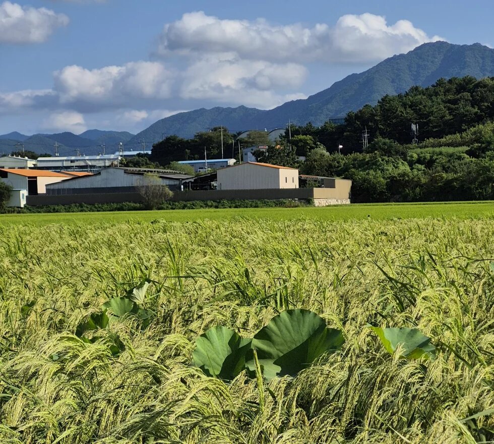 Ripe rice field with broad leaves in front, buildings and mountains behind.