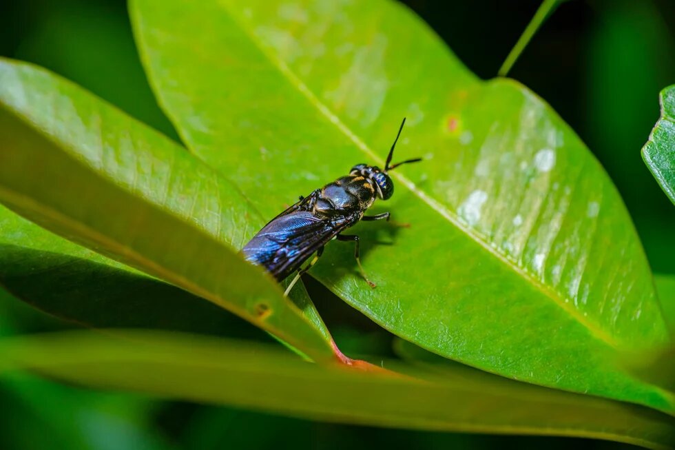 A black-blue fly with antennae sits on a large green leaf among dense foliage.
