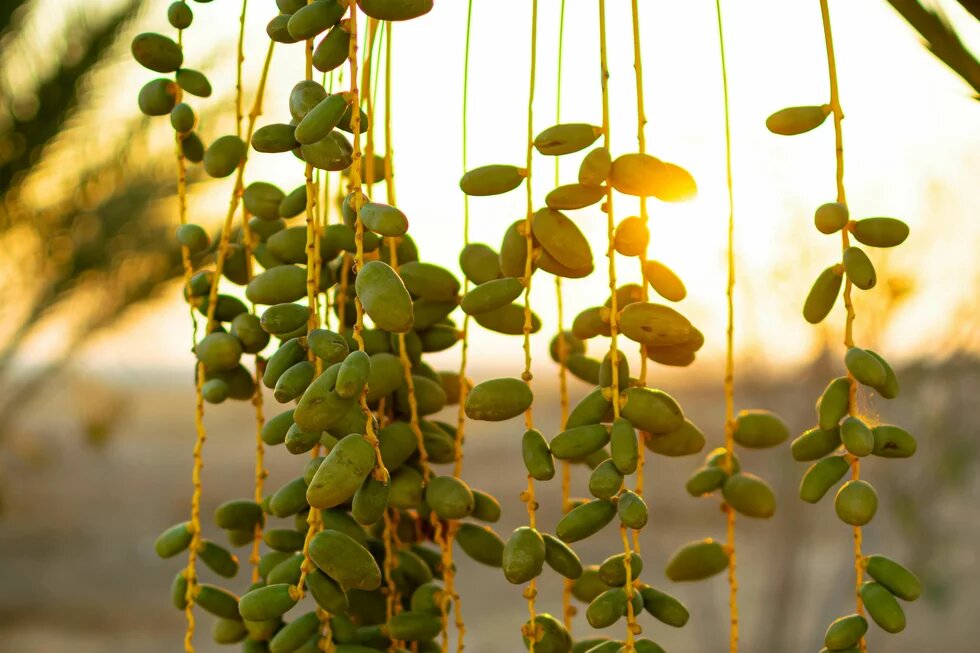 Unripe dates hang in multiple clusters from long yellow stems at sunset.