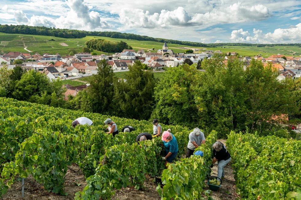 Several harvesters are bent over in a hillside vineyard, with a village, church, and fields in the background.
