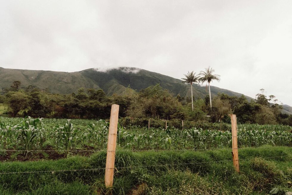 Corn plants grow in rows behind a wire fence, with trees and two tall palm trees in front of a misty green mountain.