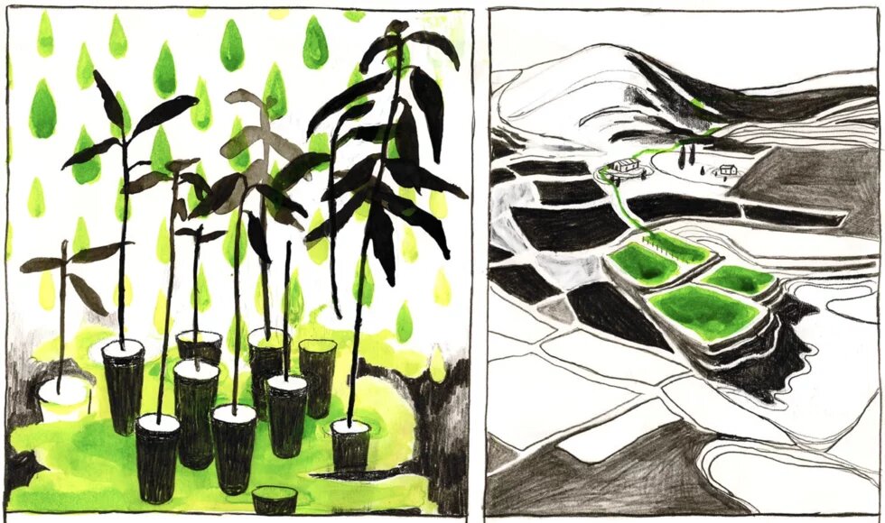 Illustration: Wachstum der Avocado