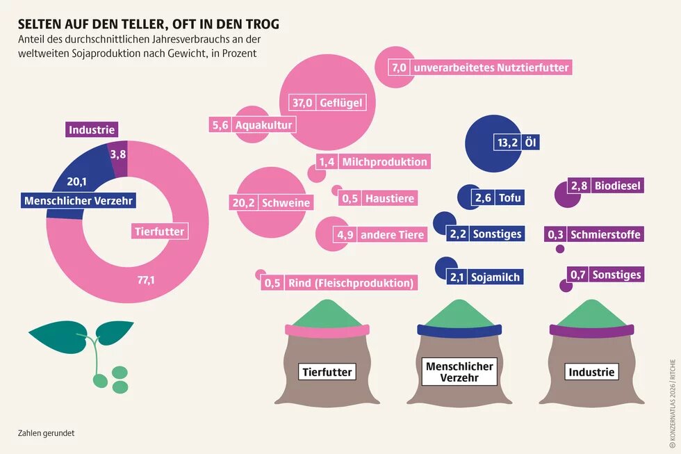 Infografik zur Verwendung von Soja weltweit. Rund 77 Prozent der Sojaproduktion werden als Tierfutter genutzt, vor allem für Geflügel und Schweine. Nur etwa 20 Prozent dienen dem menschlichen Verzehr, etwa als Öl, Tofu oder Sojamilch. Ein kleiner Anteil entfällt auf Industrie und Biodiesel.