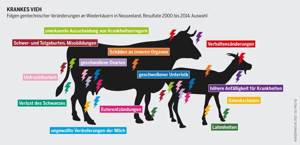 hbs Bildbeschreiber sagte:  Drei Silhouetten von Wiederkäuern mit farblich markierten Krankheitsfolgen genetischer Veränderungen wie Unfruchtbarkeit und Organ­schäden.