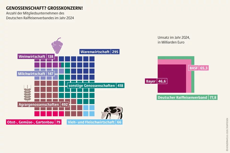 Infografik mit dem Titel „Genossenschaft? Großkonzern!“. Dargestellt ist die Anzahl der Mitgliedsunternehmen des Deutschen Raiffeisenverbandes im Jahr 2024 nach Bereichen. Am größten sind Agrargenossenschaften mit 492 Mitgliedern, gefolgt von sonstigen Genossenschaften mit 418 und der Warenwirtschaft mit 295. Weitere Bereiche sind Milchwirtschaft (147), Weinwirtschaft (138), Obst-, Gemüse- und Gartenbau (79) sowie Vieh- und Fleischwirtschaft (66). Rechts zeigt die Grafik den Umsatz 2024: Der Deutsche Raiffe