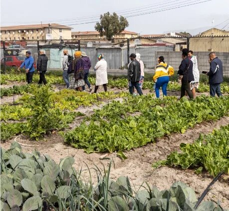 A group of people walk through a planted vegetable field in a fenced-off urban area.
