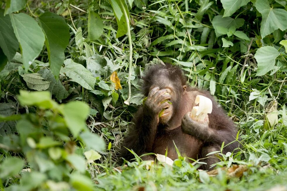 Ein Orang-Utan sitzt auf dem Waldboden, in der linken Hand hält er etwas zu essen, mit der linken Hand verdeckt er seine Augen.