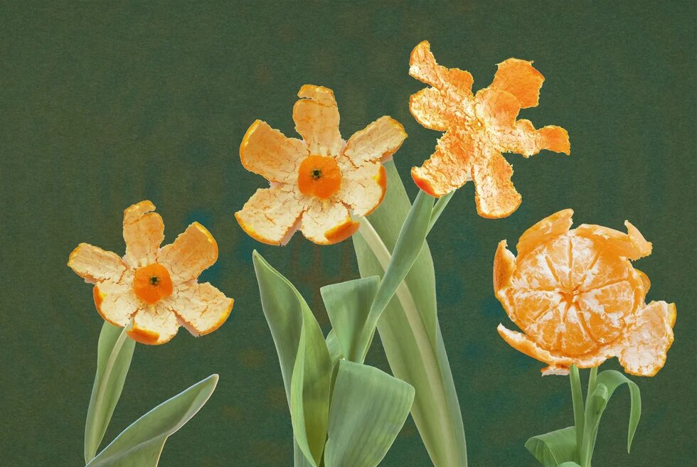 Vier Blüten aus Mandarinen-/Orangenschalen auf grünen Stielen und Blättern, wie Narzissen arrangiert; rechts eine teilweise geschälte Frucht.