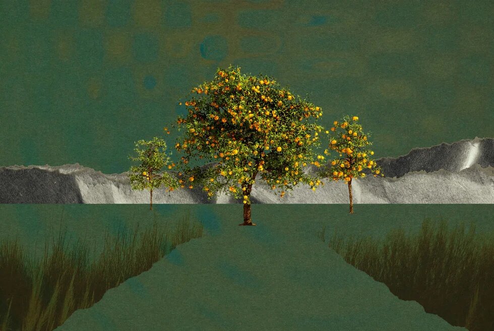 Collage: Drei Bäume mit vielen Orangen stehen auf einer Allee; im Hintergrund graue Berge vor grünem Himmel.