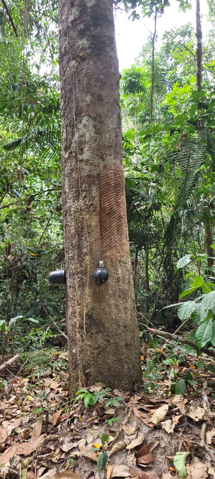 Figure 2. Rubber tree (seringueira) from which rubber latex is extracted.