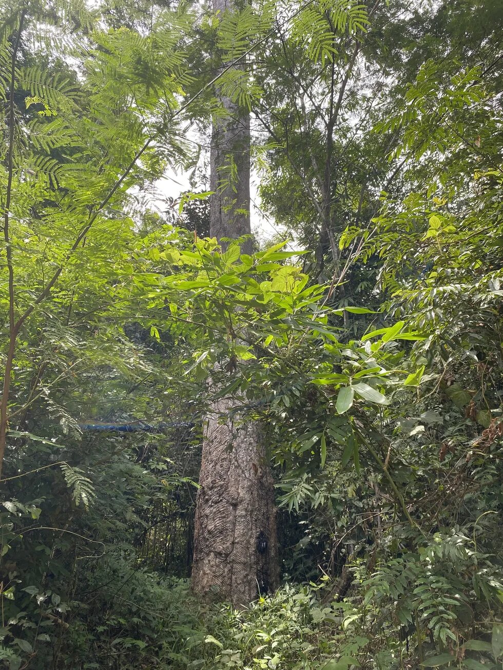 Rubber tree, hevea brasiliensis, or ‘seringueira’ in the Seringal Dois Irmãos, in the Chico Mendes Extractive Reserve