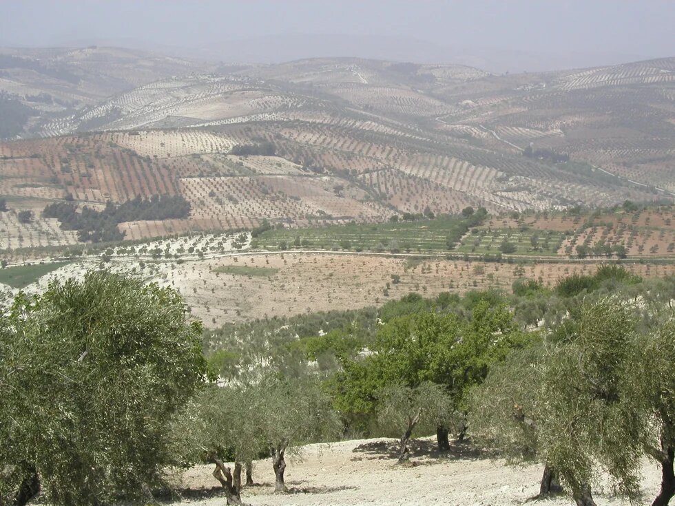 Olive trees in the hills of Afrin District, in the Aleppo Governate