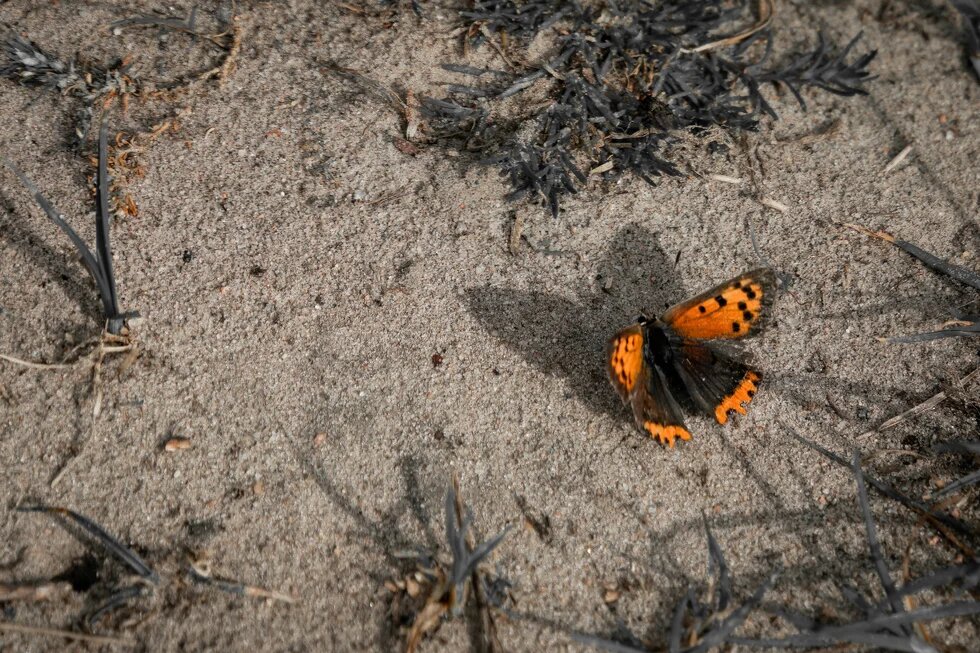 A small orange and black butterfly on sandy ground. 