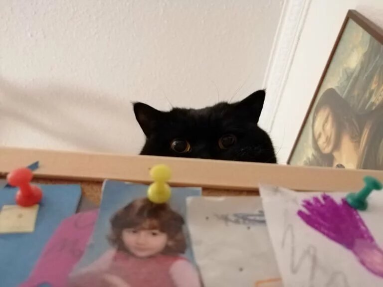 Schwarze Katze blickt neugierig über eine Pinnwand mit Fotos und Zeichnungen.