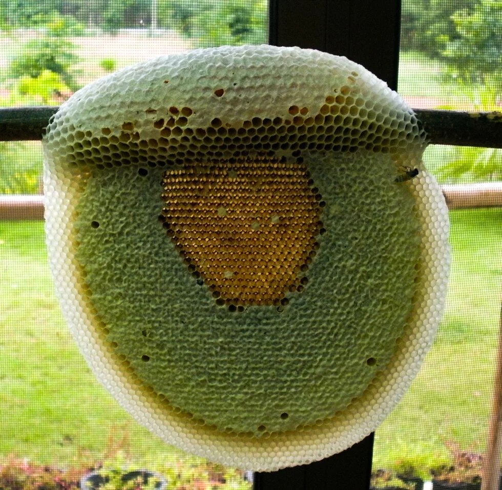 Photo: Round honeycomb with brood in the center, attached to a branch.