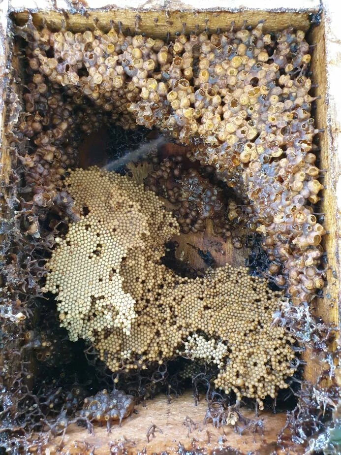 Photo: Close-up of a beehive with honeycomb and brood.
