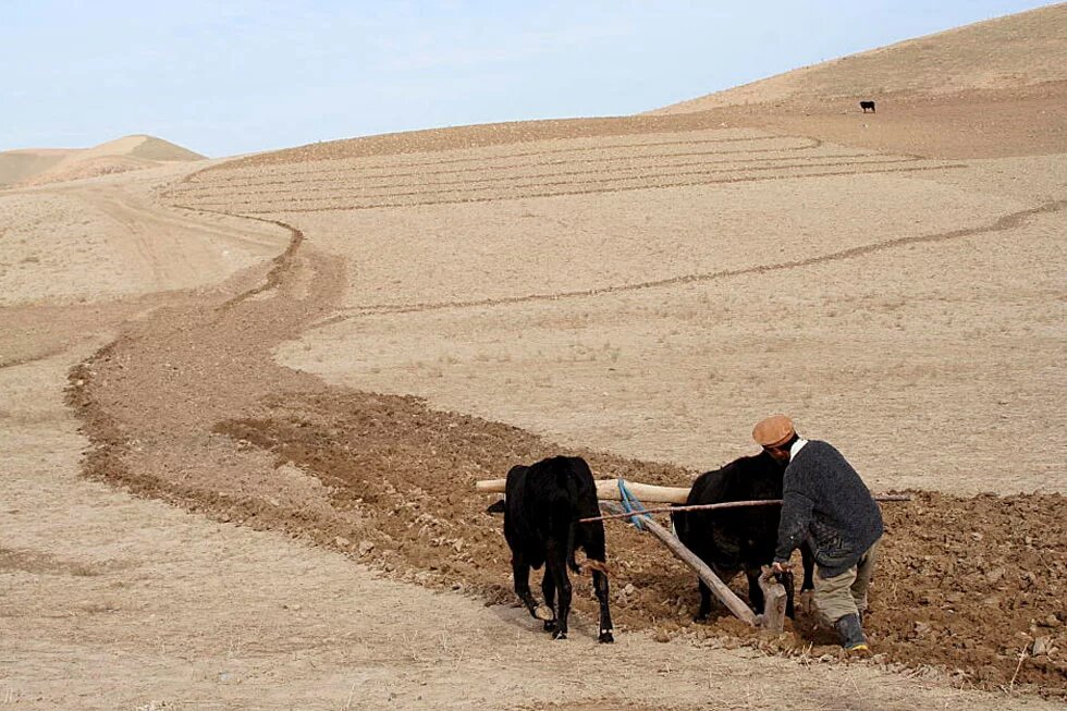 Ein Landwirt in Afghanistan pflügt sein Feld Ein Landwirt in Afghanistan pflügt sein Feld