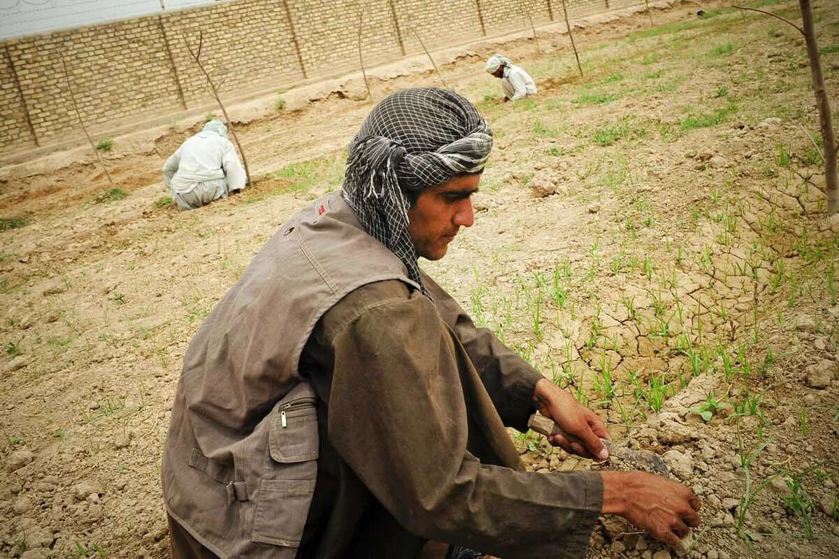 A worker maintains crops at the Farah City Agricultural School. A worker maintains crops at the Farah City Agricultural School.